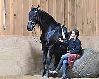 driving-friesian-horse