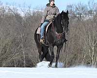 hunt-seat-equitation-friesian-horse