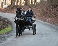 husband-safe-friesian-horse