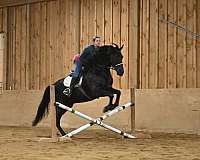 jumping-friesian-horse