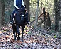 lesson-friesian-horse