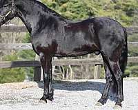 trail-riding-friesian-horse