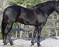 trail-class-competition-friesian-horse