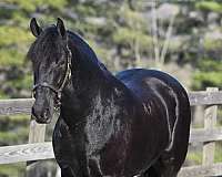 western-dressage-friesian-horse