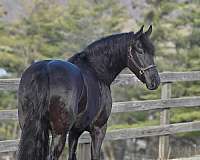 working-equitation-friesian-horse