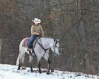 dressage-quarter-horse