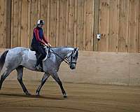 endurance-quarter-horse