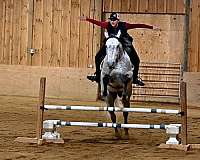 eventing-quarter-horse