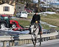 hunter-jumper-quarter-horse