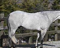 ranch-work-quarter-horse