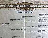 trail-class-competition-quarter-horse