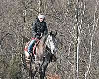 dressage-quarter-pony