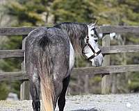 trail-riding-quarter-pony