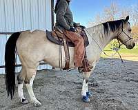 buckskin-paint-horse