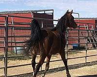 arabianbroodmare-arabian-horse