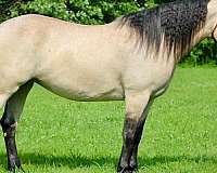 favorite-draft-horse