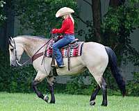 fox-draft-horse