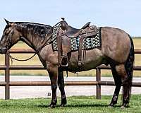 grulla-rodeo-pic-horse