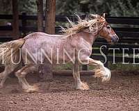 ferrier-gypsy-vanner-horse