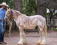 full-of-energy-gypsy-vanner-horse