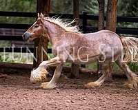 foundation-halter-gypsy-vanner-horse