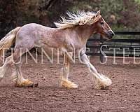 hairy-gelding