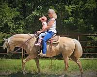 palomino-head-blaze-left-forelimb-pastern-hind-limb-stocking-right-hindlimb-horse