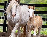 fame-gypsy-vanner-horse