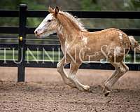 showing-gypsy-vanner-horse