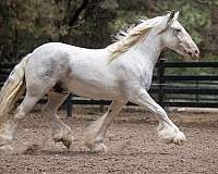 unusual-gypsy-vanner-horse