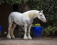 sabino-tobiano-horse