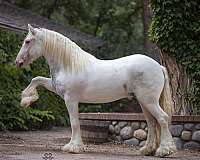 athletic-gypsy-vanner-horse