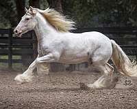 bay-tobiano-gypsy-vanner-horse