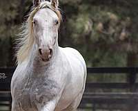 class-gypsy-vanner-horse