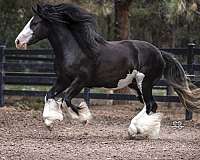 free-breeding-mare