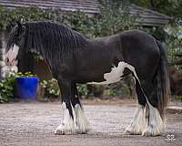 black-athletic-halter-horse