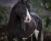 athletic-gypsy-vanner-horse