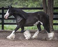 baths-gypsy-vanner-horse