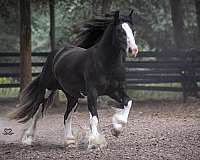 black-gypsy-vanner-horse