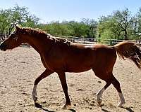 endurance-arabian-horse