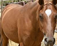 all-around-arabian-horse