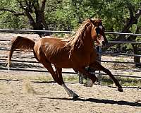 athletic-arabian-horse