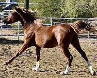 flashy-arabian-horse