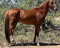 ranch-work-arabian-horse