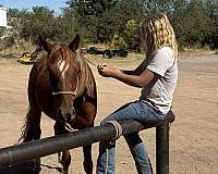 ridden-western-arabian-horse