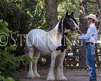 black-horse-gypsy-vanner