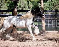 eddie-gypsy-vanner-horse