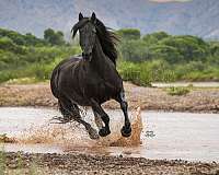 homozygous-black-friesian-horse