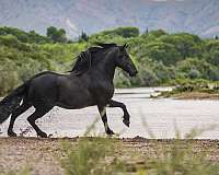 champion-friesian-horse