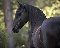 natural-horsemanship-training-friesian-horse